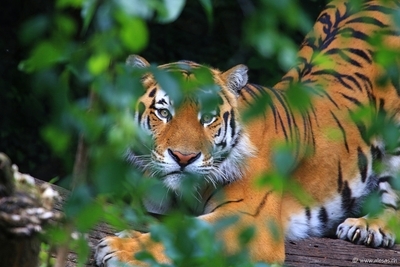 Sibirian Tiger