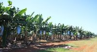 Bananen-Plantage
