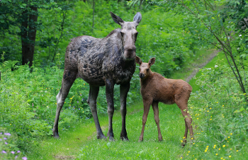 Elchkuh mit Kalb