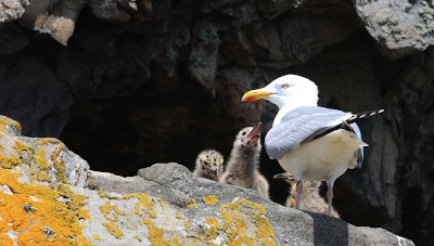 Seagull