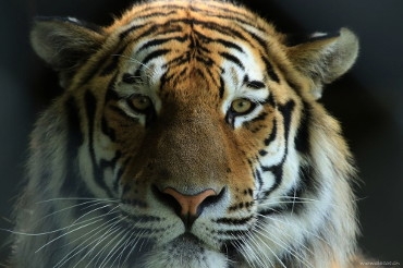 Amur Tiger