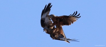 Red Kite
