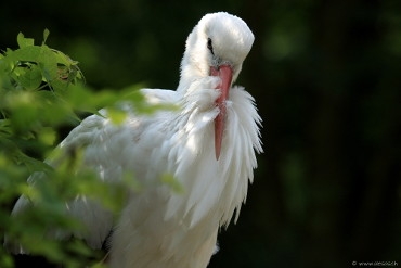 Stork