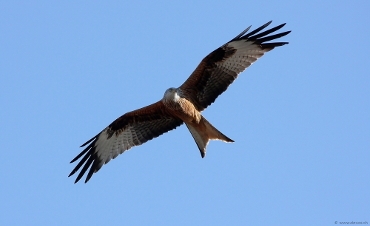 Red Kite