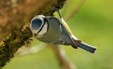 Blaumeise