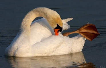 Swan