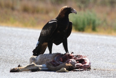 Wedge tailed eagle
