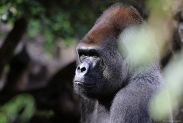 Gorilla