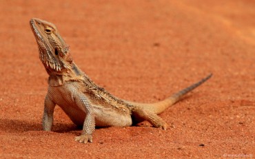 bearded dragon