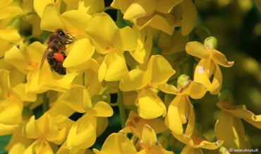 honey bee