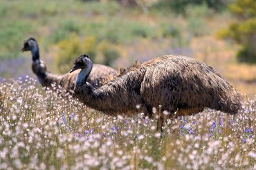 Emu