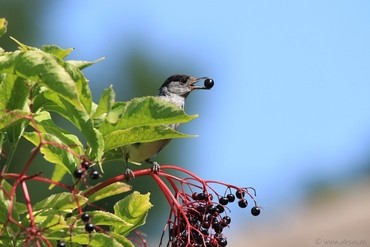 Black Redstart