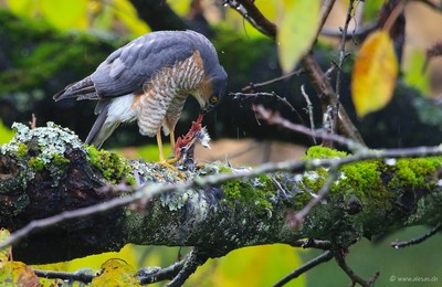 Falcon with prey
