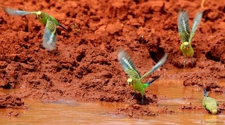 Budgerigar at the waterhole