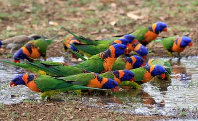 Rainbow Lorikeet