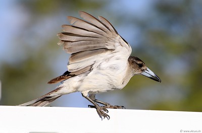 Butcher Bird