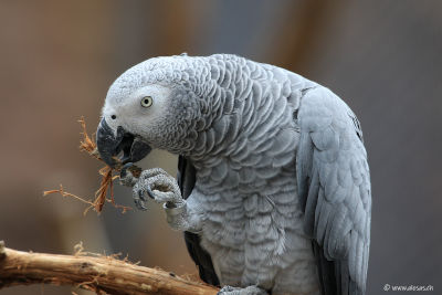 African gray parrot