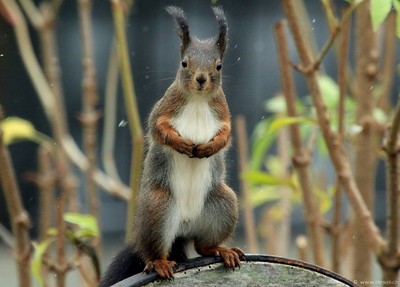 Squirrel