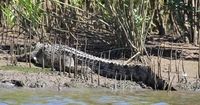 Krokodil im Daintree River