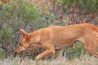 Dingo